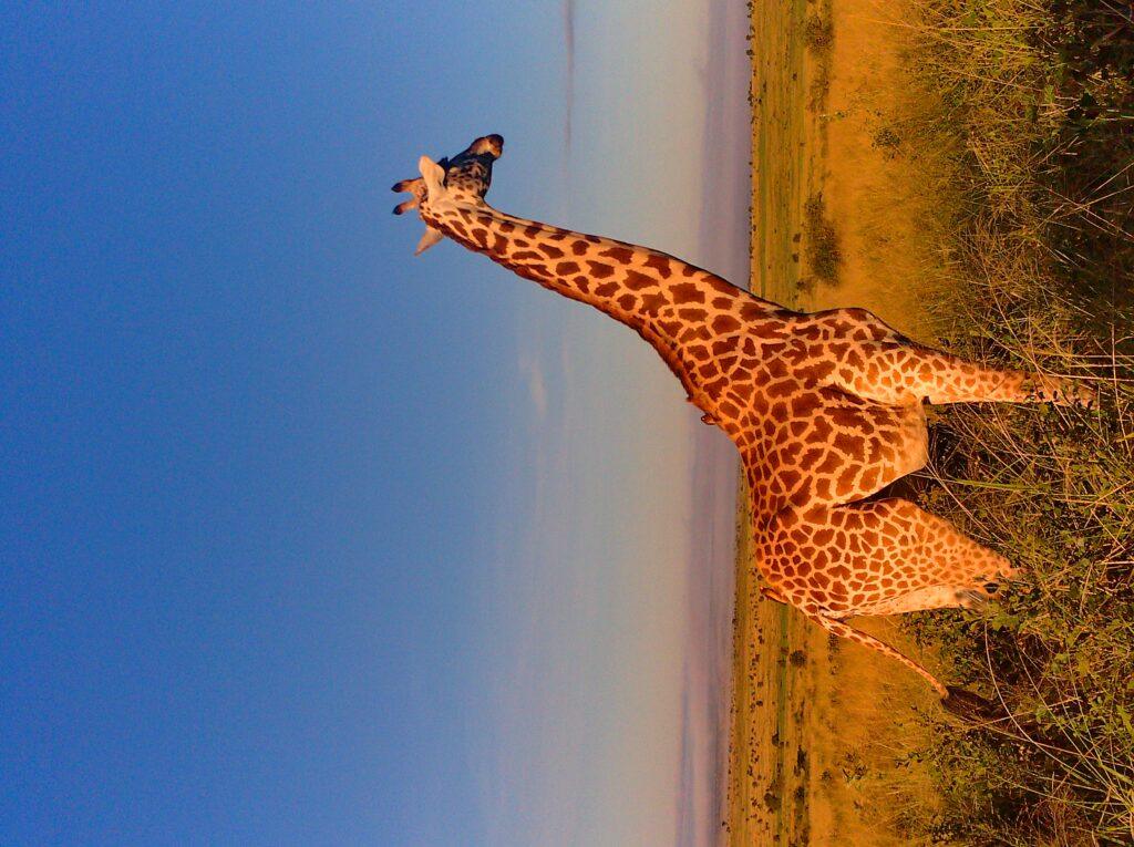 Giraffe - Safari Kenya