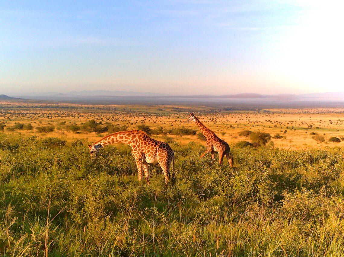 Safari au Kenya - Les Giraffes
