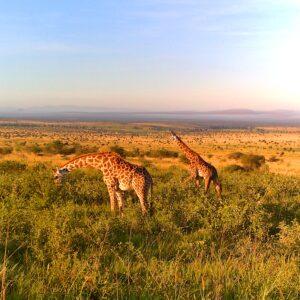 Safari au Kenya - Les Giraffes