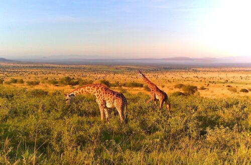 Safari au Kenya - Les Giraffes