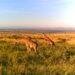 Safari au Kenya - Les Giraffes