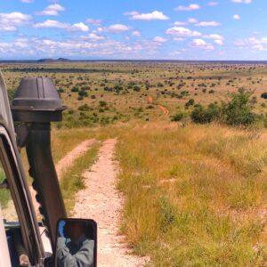 Safari au Kenya