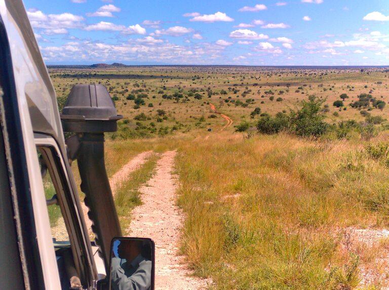 Safari au Kenya
