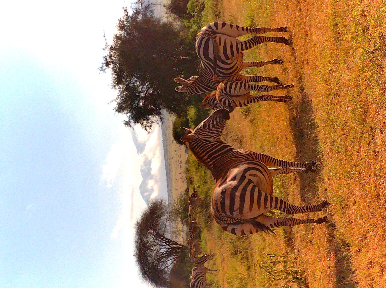 Safari au Kenya - Zèbres