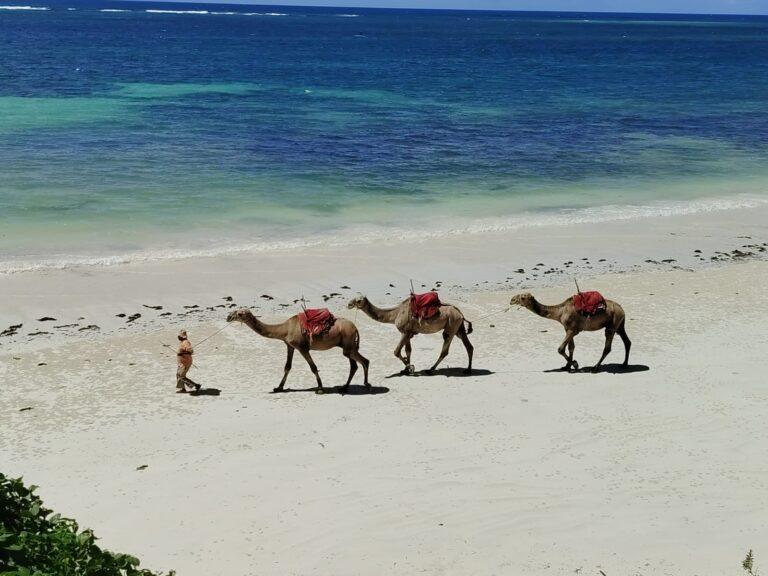 Diani Beach Kenya Dromadaires