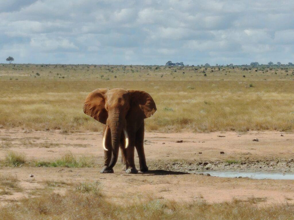 Safari au Kenya - Eléphant