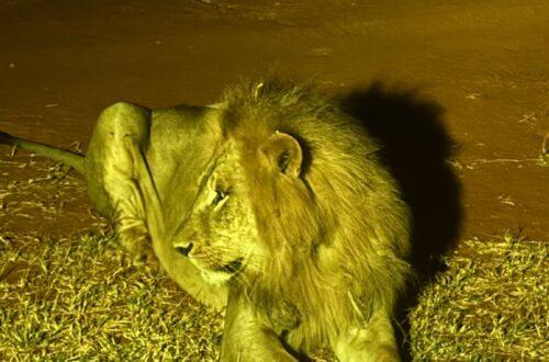Safari Kenya Lion Nocturne