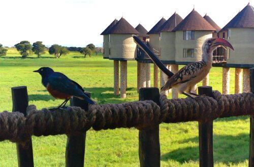Salt Lick Lodge